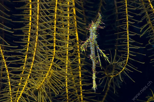 Ghost Pipefish