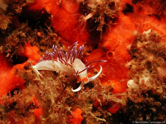 Sea slug