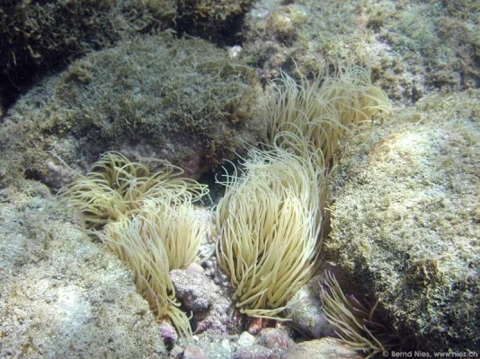 Snakelock Anemone