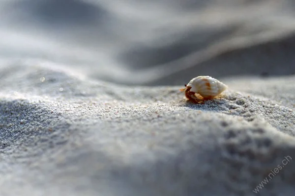 Hermit Crab