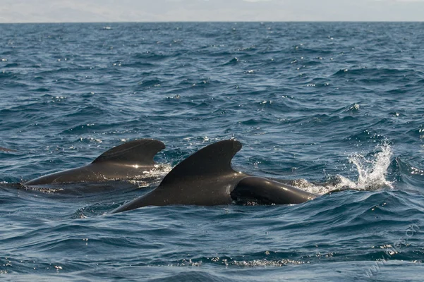 Young pilot whale