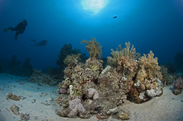 Coral Block with Divers