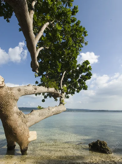 Beach with Tree