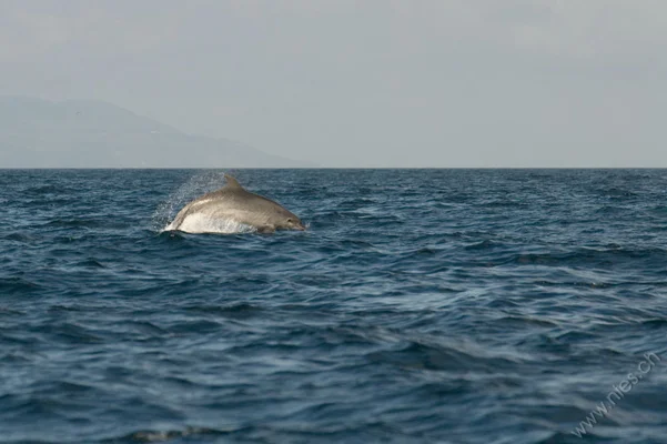 Jumping Bottlenose Dolphin