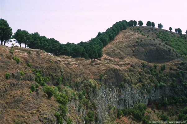 Trees on Mountainridge