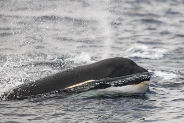 Orca with a bow wave