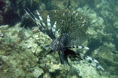 Lionfish