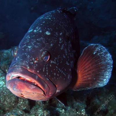 Grouper