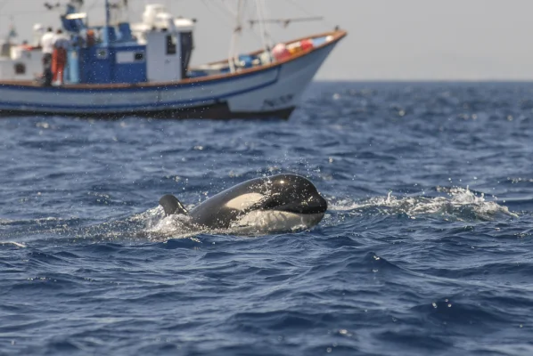 Orca taking a breath