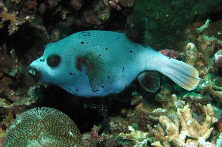 Pufferfish