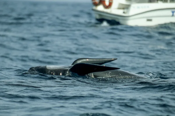 Pilot whale backstroke