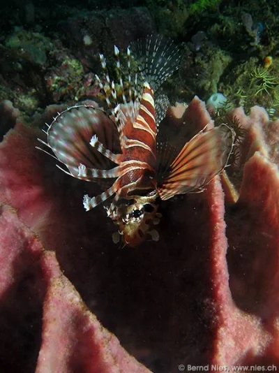 Lionfish