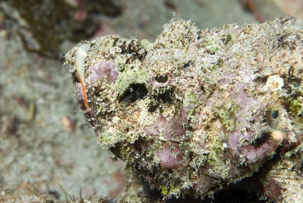 Scorpionfish