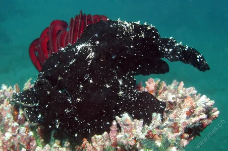 Black Frog Fish