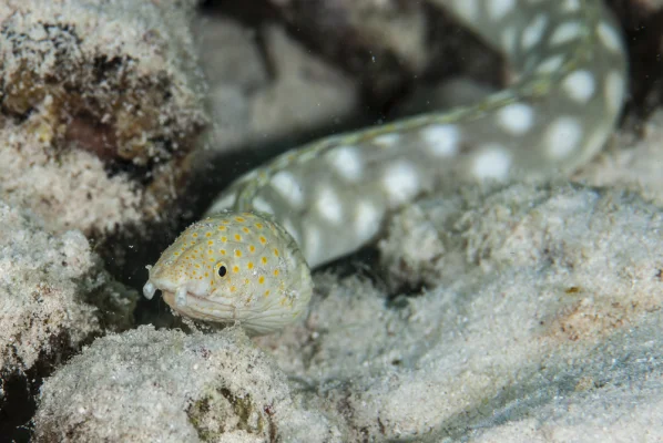 Weissgefleckter Schlangenaal