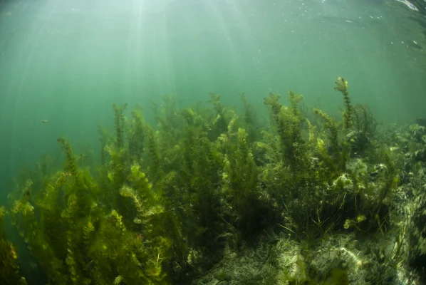 Underwater plants in the sunshine