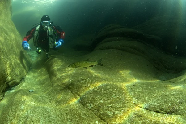 Diver and chub