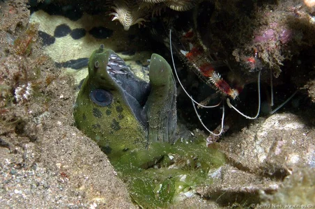 Fimbriated Moray