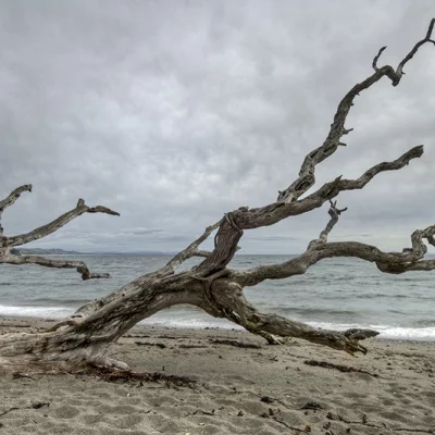 Dead tree on the beach