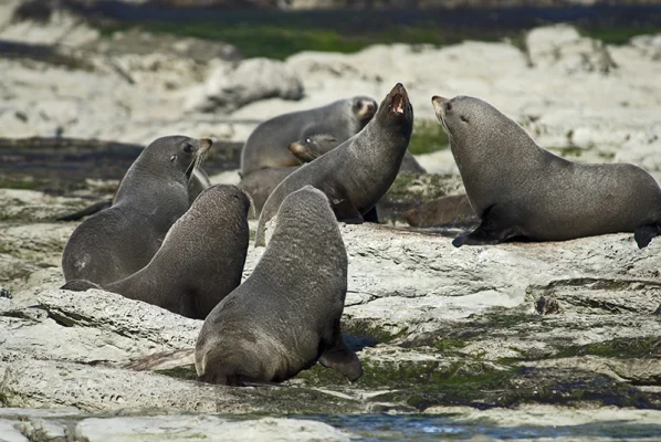 Sea lion colony