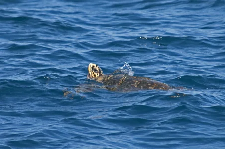 Sea Turtle