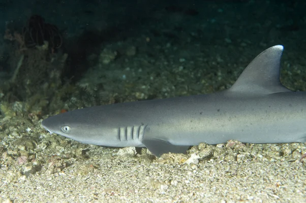 White tip reef shark