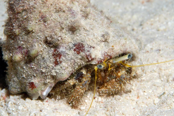 Hermit crab