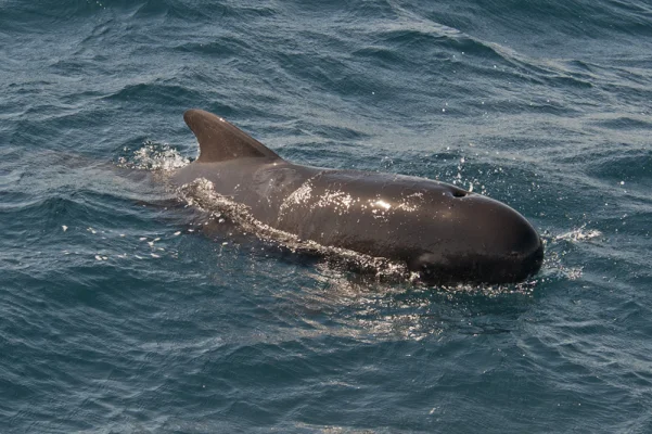 Pilot whale