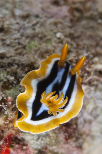 Pyjama Nudibranch