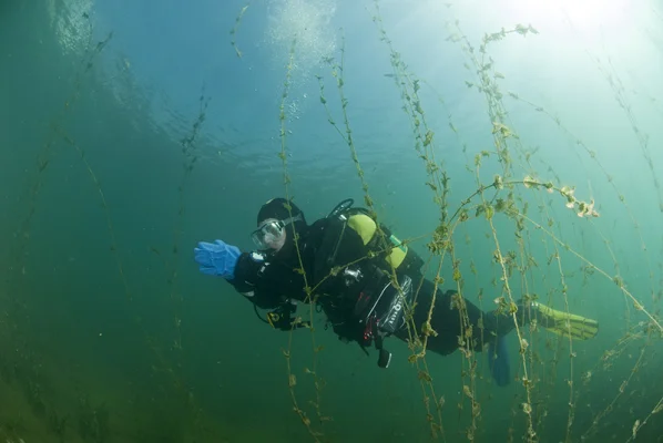 Diver in water plants 2