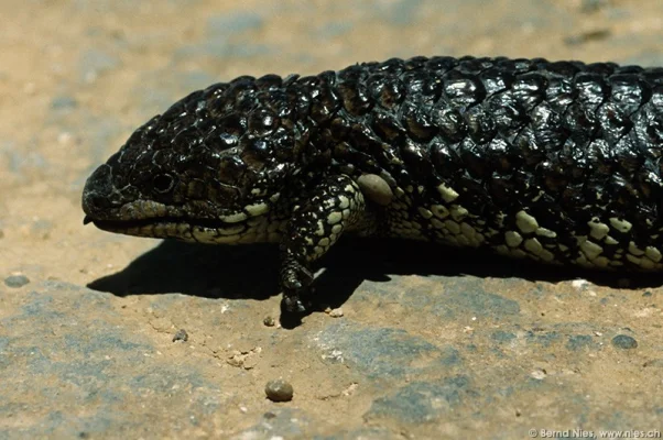 Shingleback Skink