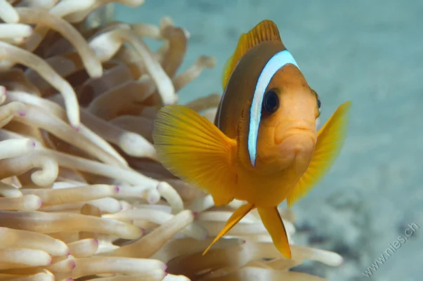 Anemone fish