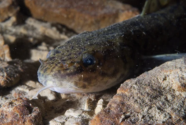 Burbot