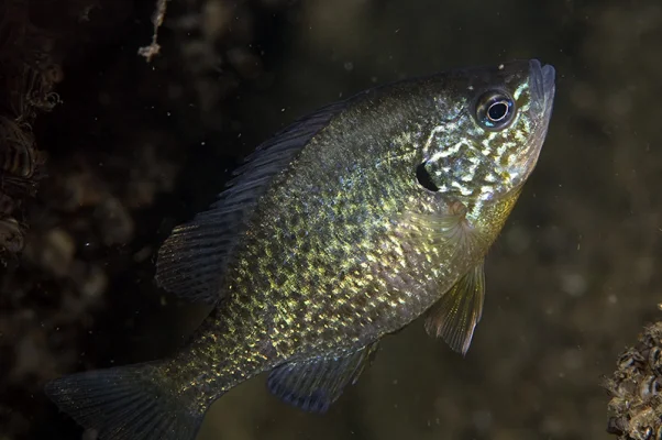 Pumpkinseed Sunfish 