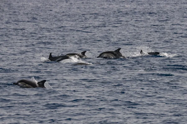 Common dolphin