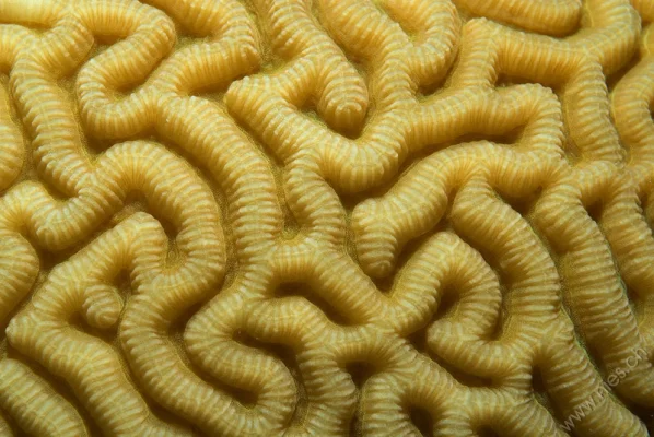 Brain Coral