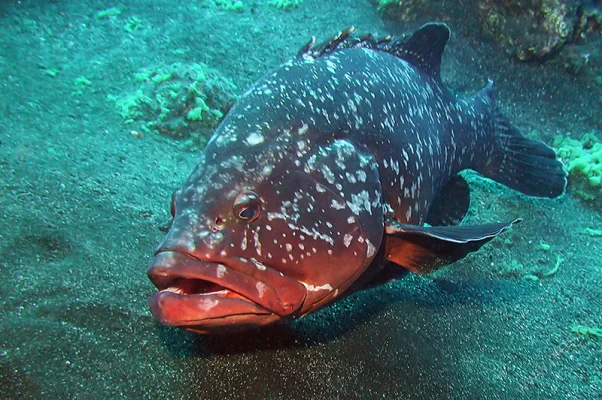 Grouper