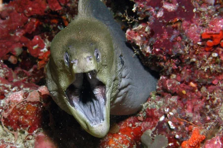 Yellow-edged moray