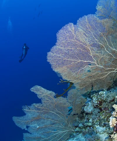 Gorgony with Diver