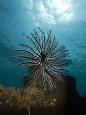 Feather Seastar