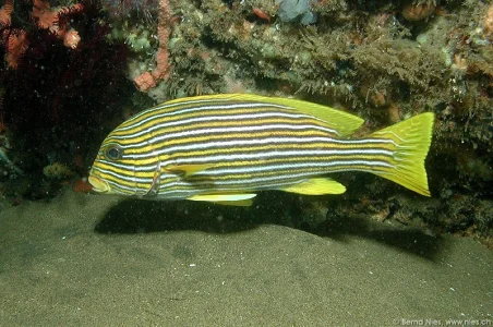 Yellow Ribbon Sweetlipfish