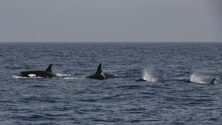 Orcas