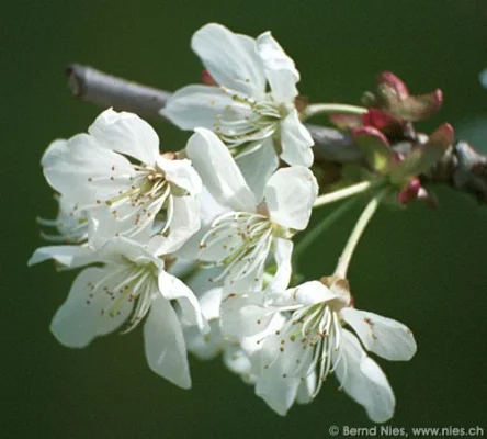 Apple blossoms