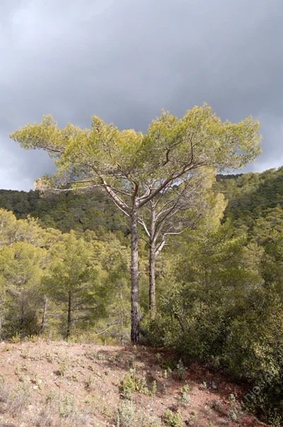 Cedars in Troodos Mountains