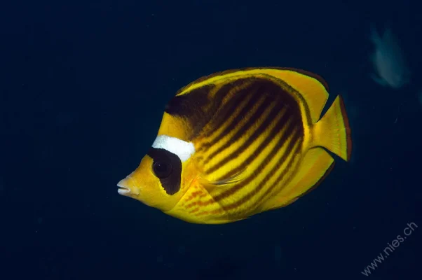 Diagonal Butterflyfish