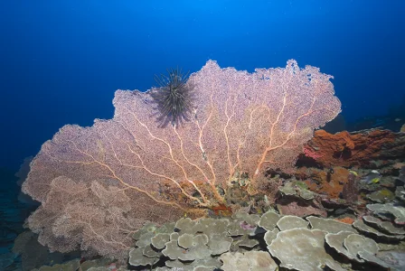 Gorgony with Feather Seastar