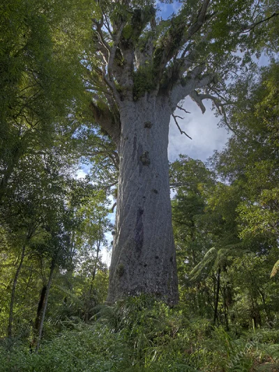 Kauri Tree