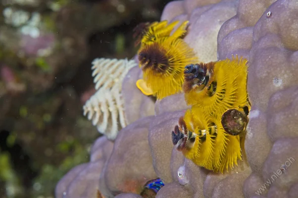 Christmas Tree Worms