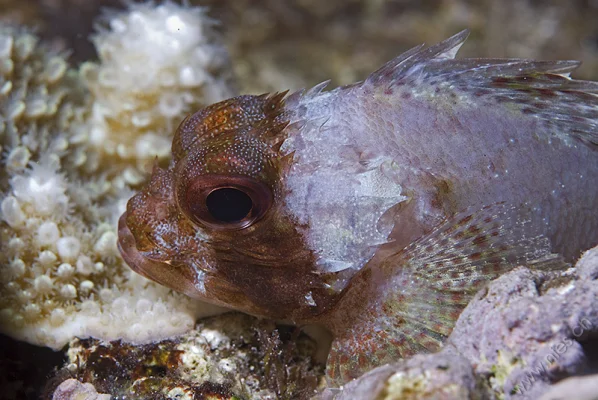 Scorpionfish