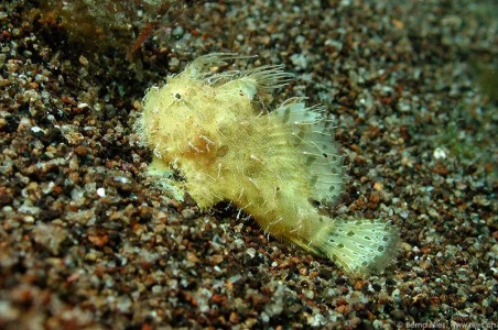 Hairy Frogfish